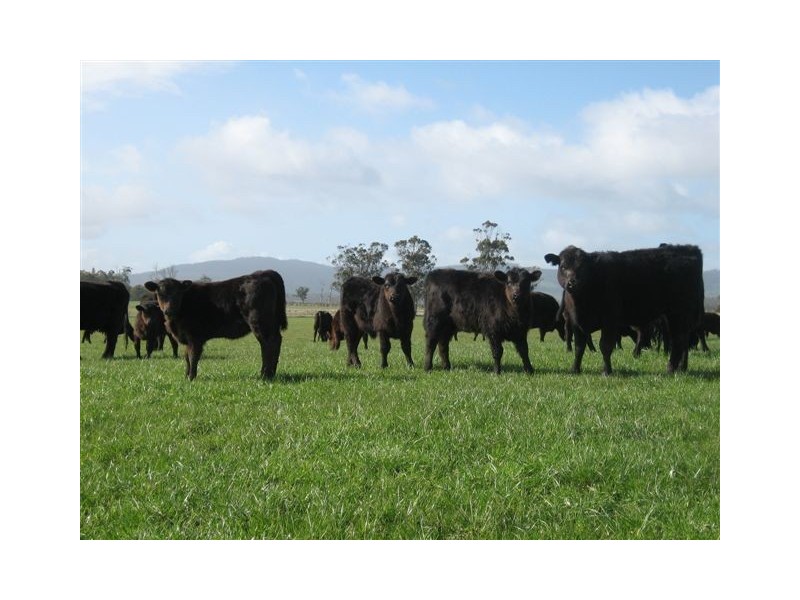 ‘Caseys’ Deloraine District, Deloraine TAS 7304