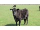 ‘Caseys’ Deloraine District, Deloraine TAS 7304