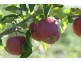 Calthorpe Orchard, Sidmouth TAS 7270