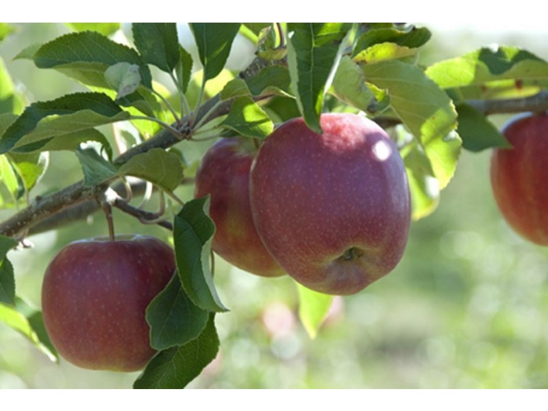 Calthorpe Orchard, Sidmouth TAS 7270