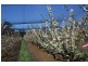 Calthorpe Orchard, Sidmouth TAS 7270
