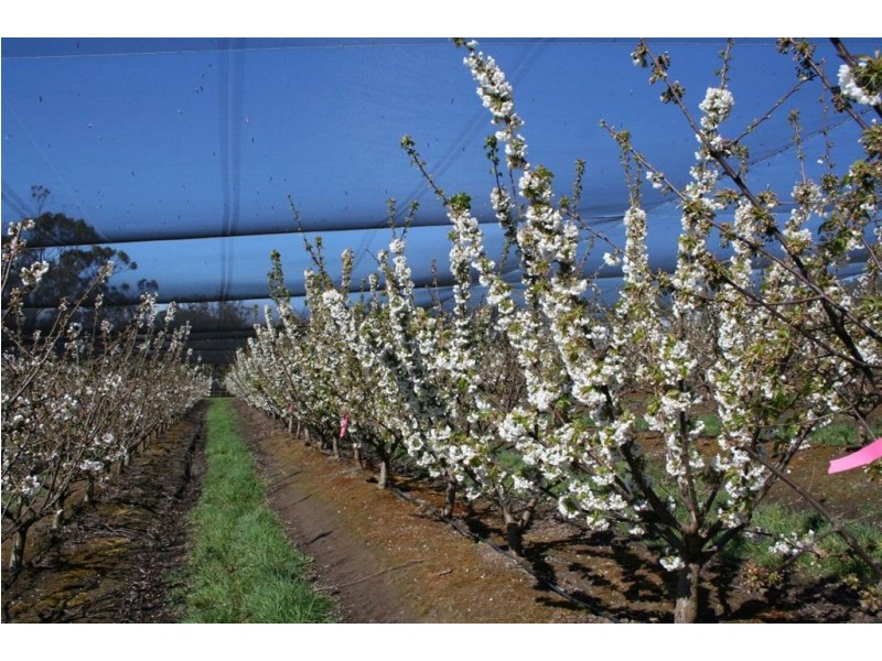Calthorpe Orchard, Sidmouth TAS 7270