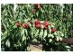 Calthorpe Orchard, Sidmouth TAS 7270