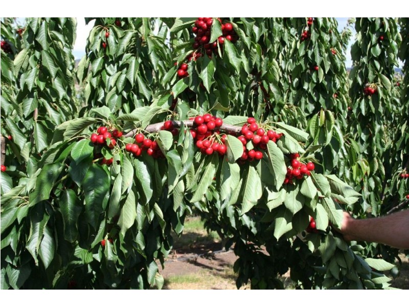 Calthorpe Orchard, Sidmouth TAS 7270