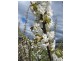 Calthorpe Orchard, Sidmouth TAS 7270
