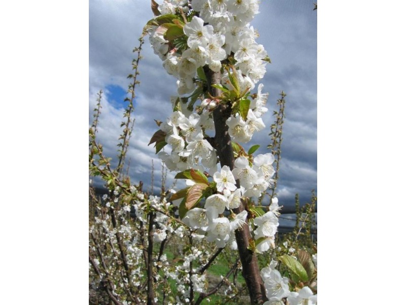 Calthorpe Orchard, Sidmouth TAS 7270
