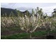 Calthorpe Orchard, Sidmouth TAS 7270