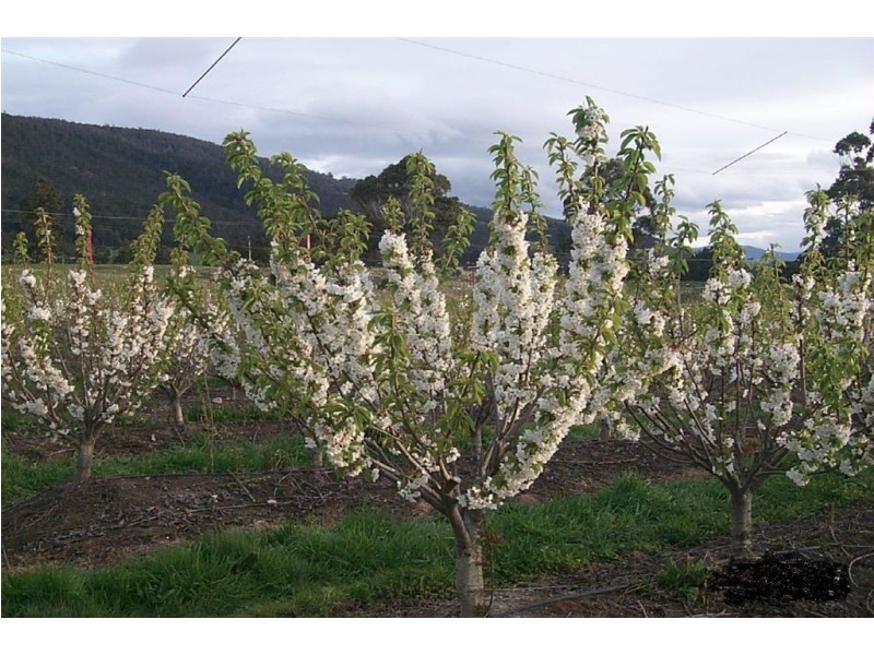 Calthorpe Orchard, Sidmouth TAS 7270