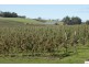 Calthorpe Orchard, Sidmouth TAS 7270