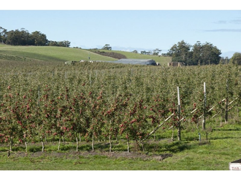 Calthorpe Orchard, Sidmouth TAS 7270