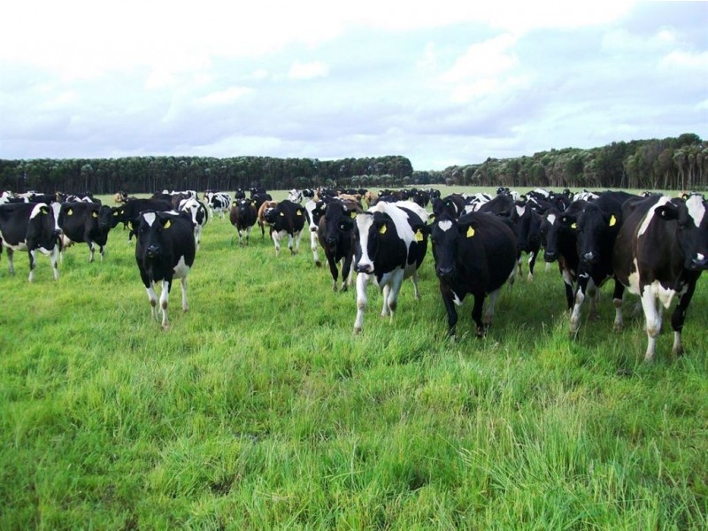 Horizon Glen, Lymwood TAS 7256