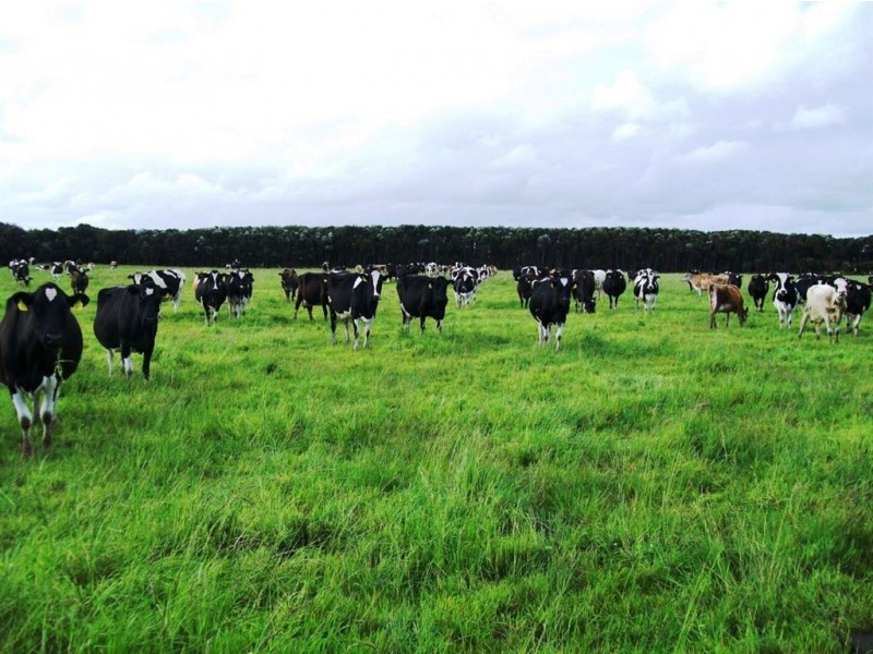 Horizon Glen, Lymwood TAS 7256