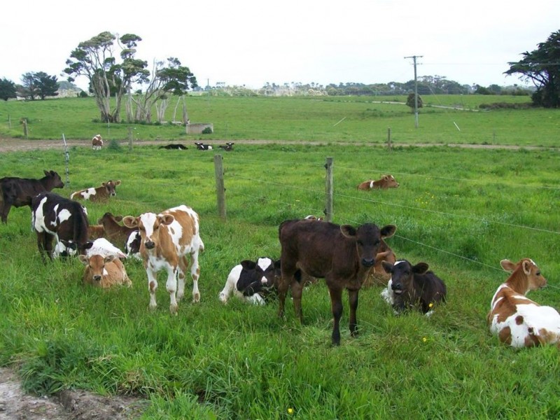 Horizon Glen, Lymwood TAS 7256