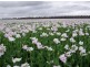 5467 Poatina Road, Cressy TAS 7302
