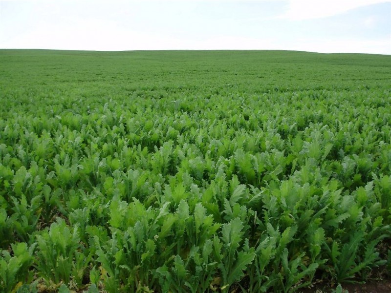 5467 Poatina Road, Cressy TAS 7302