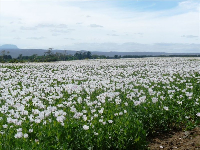 15046 Midland Highway, Perth TAS 7300