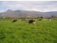 1037 Dairy Plains Road, Western Creek TAS 7304