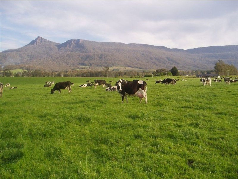 1037 Dairy Plains Road, Western Creek TAS 7304