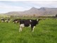 1037 Dairy Plains Road, Western Creek TAS 7304