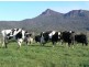 1037 Dairy Plains Road, Western Creek TAS 7304