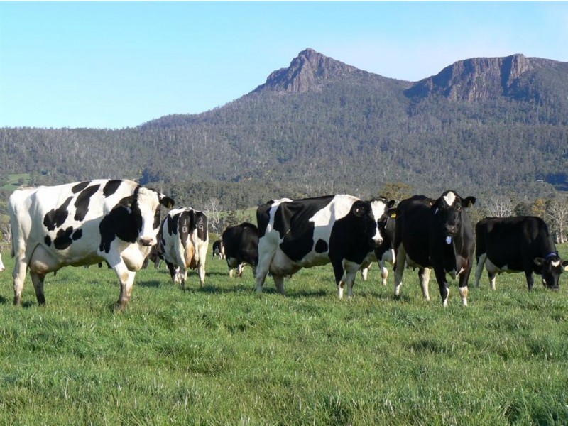1037 Dairy Plains Road, Western Creek TAS 7304