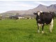 1037 Dairy Plains Road, Western Creek TAS 7304