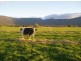 1037 Dairy Plains Road, Western Creek TAS 7304