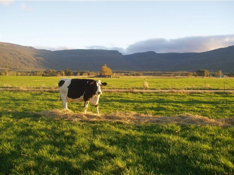 1037 Dairy Plains Road, Western Creek TAS 7304