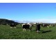 1037 Dairy Plains Road, Western Creek TAS 7304