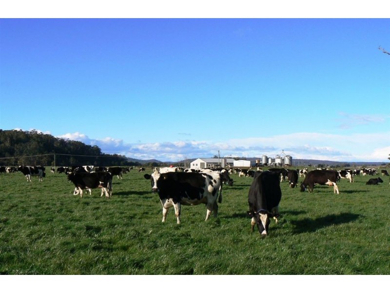 1037 Dairy Plains Road, Western Creek TAS 7304