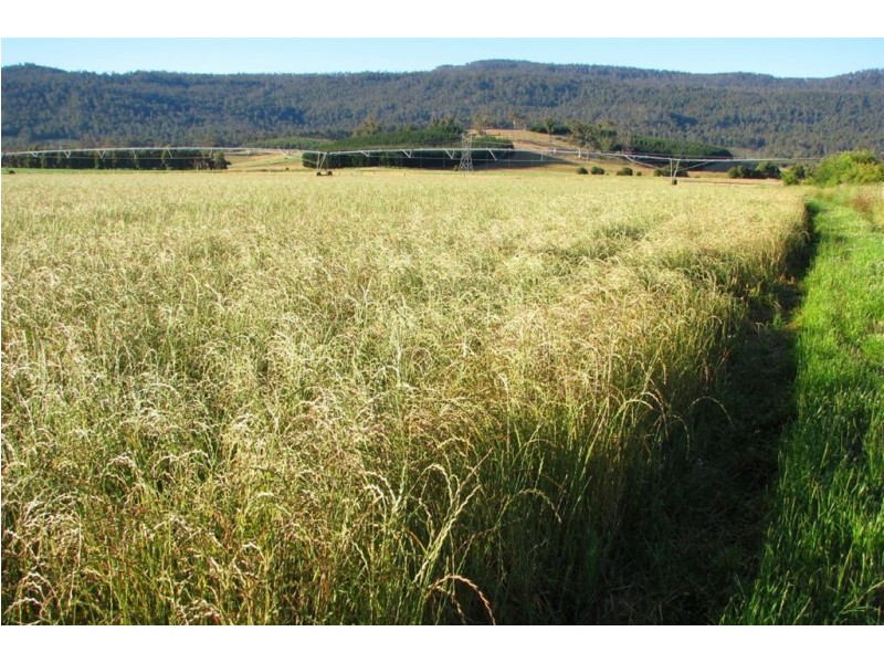 588 Cluan Road, Westbury TAS 7303