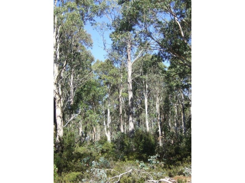 Lot 7 Cradle Mountain Road, Cradle Mountain TAS 7306