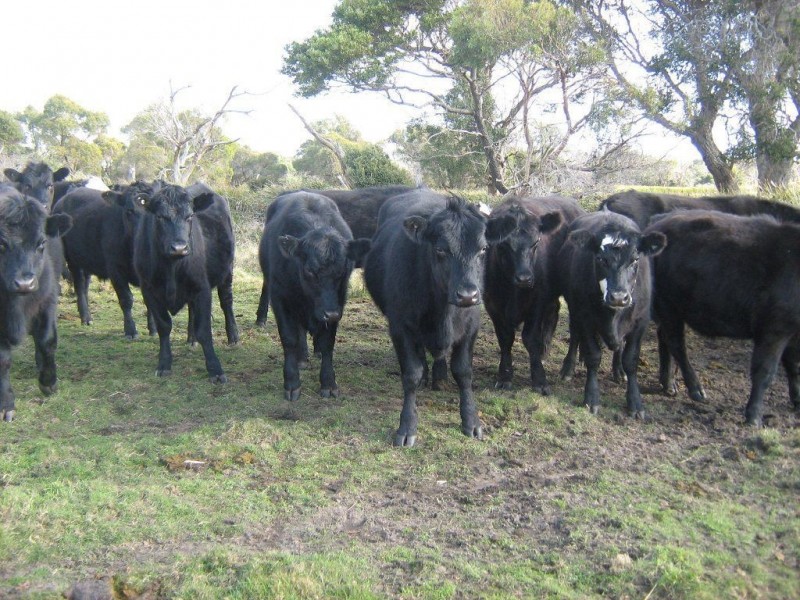 2620 Waterhouse Road, Waterhouse TAS 7262