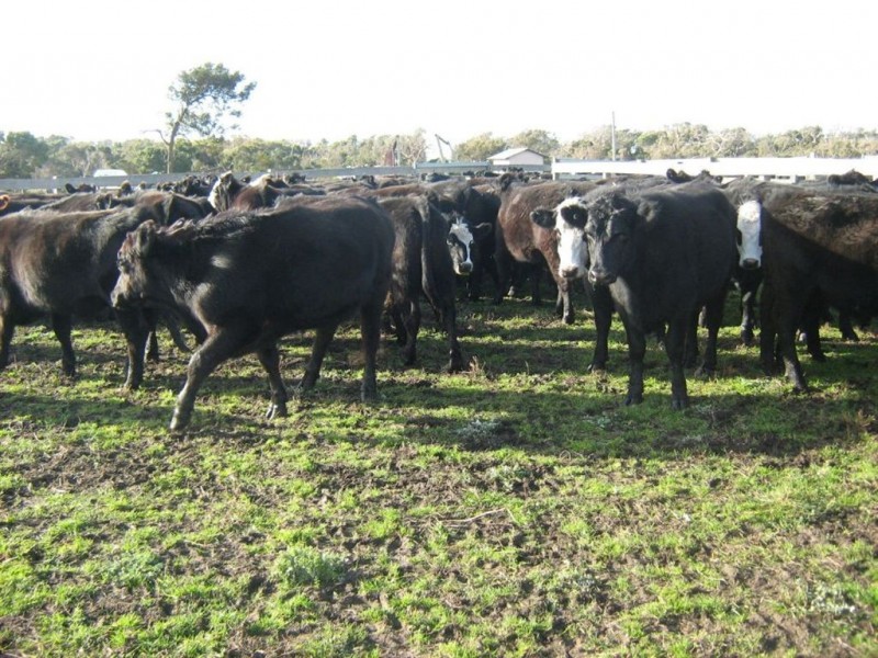 2620 Waterhouse Road, Waterhouse TAS 7262