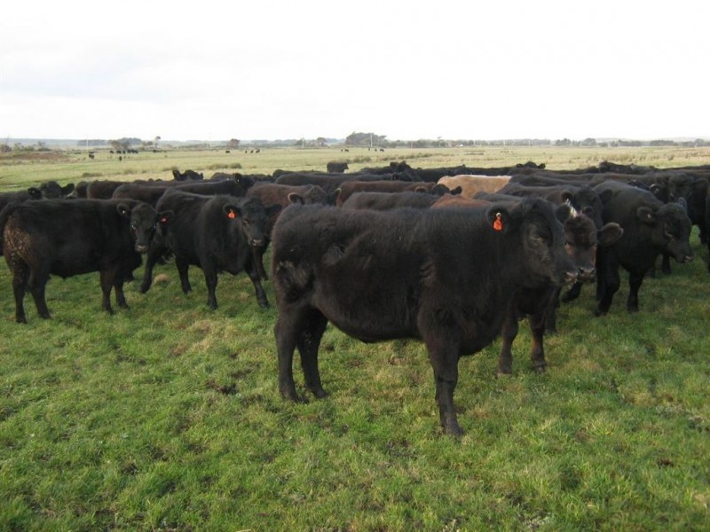 2620 Waterhouse Road, Waterhouse TAS 7262