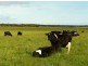 578 Sandy Points Road, Bridport TAS 7262