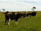 578 Sandy Points Road, Bridport TAS 7262