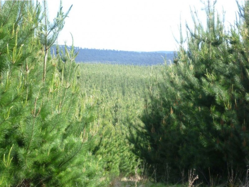 Follywood Bridport Road, Bridport TAS 7262