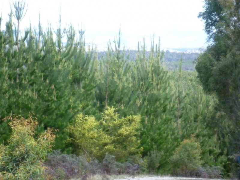 Follywood Bridport Road, Bridport TAS 7262