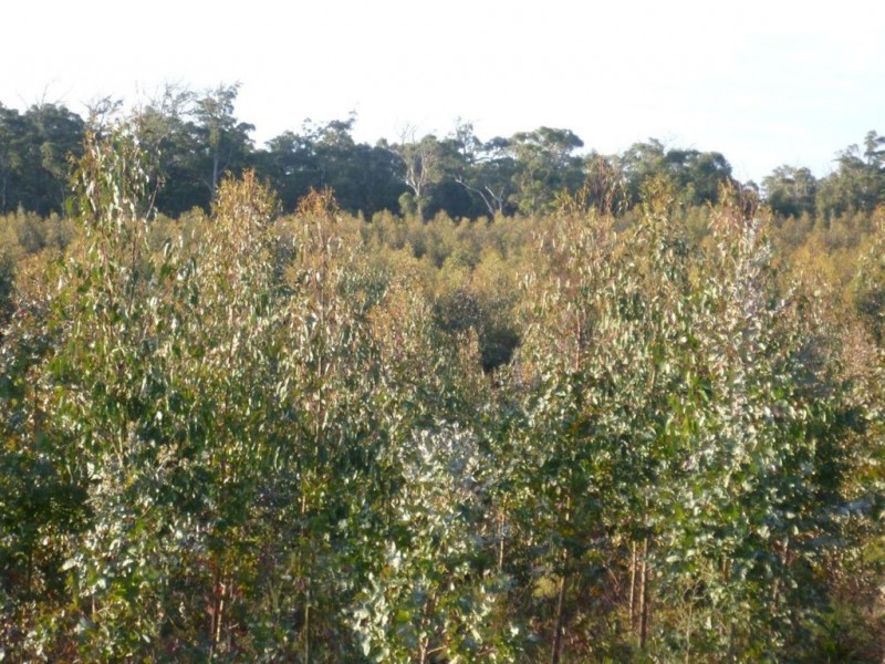 Curries Dam Block, Muskvale Road, Low Head TAS 7253