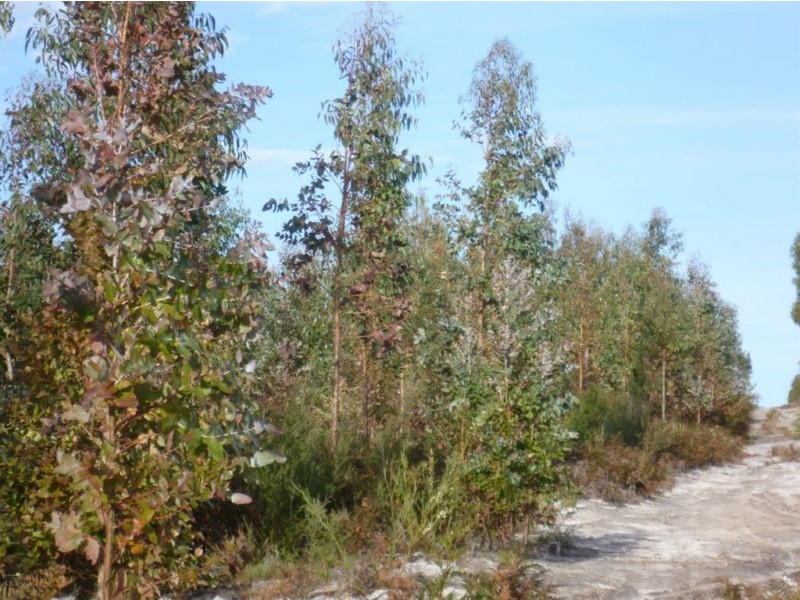 Curries Dam Block, Muskvale Road, Low Head TAS 7253