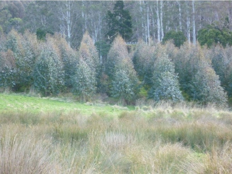Wilmot Plantation block, Winters Road, Wilmot TAS 7310