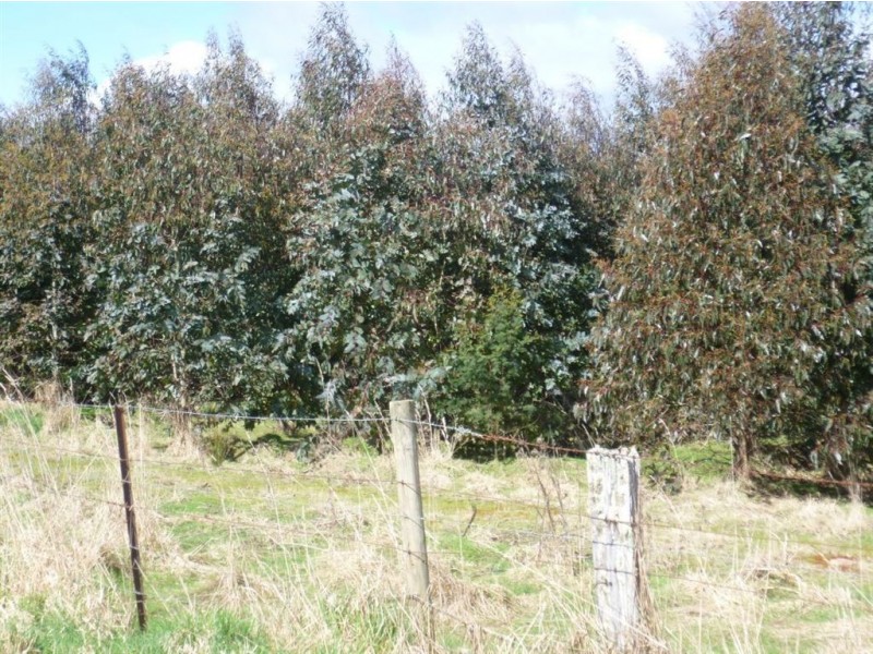 Wilmot Plantation block, Winters Road, Wilmot TAS 7310