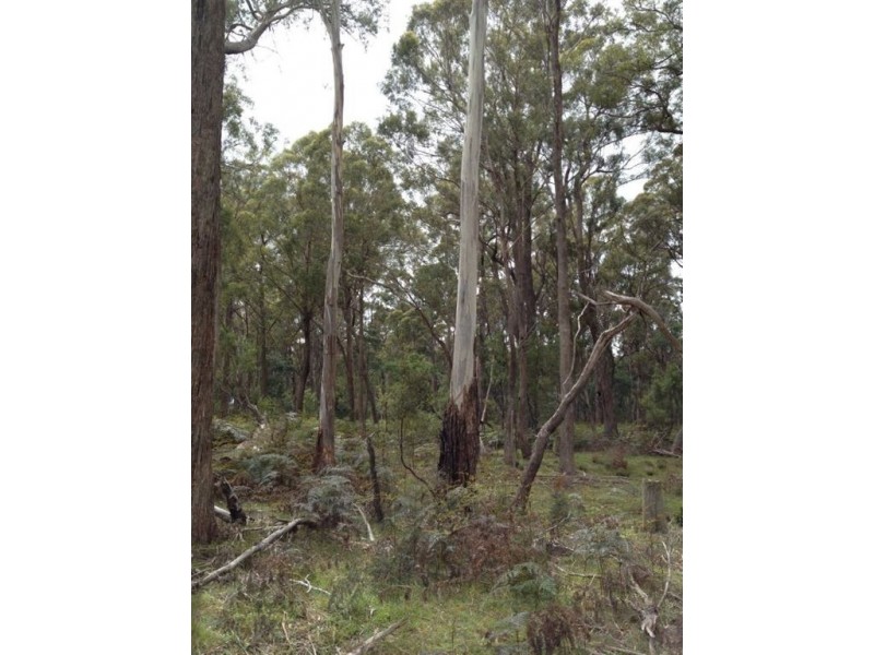 Brocklesby Bush, Elphinstone Road, Cressy TAS 7302