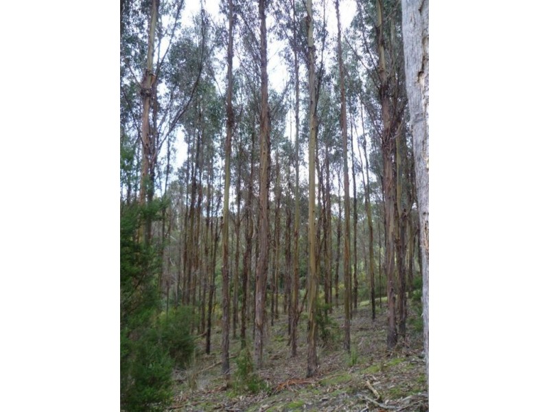 59 Yelton View Road, Notley Hills TAS 7275