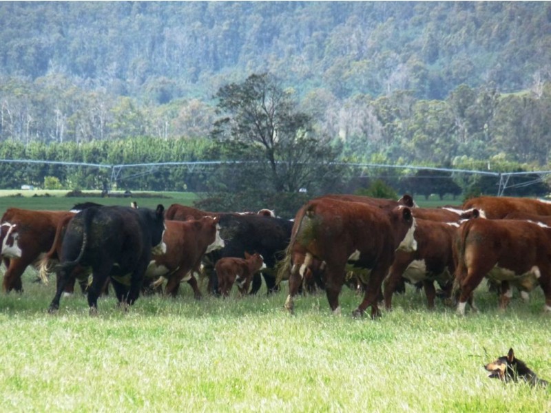 Sheene Osmaston Road, Deloraine TAS 7304