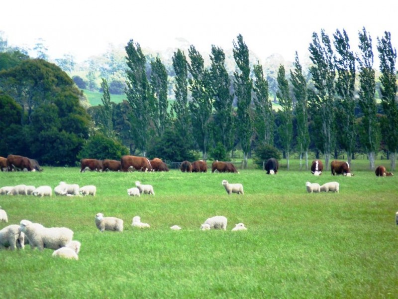 Ivanhoe Osmaston Road, Deloraine TAS 7304