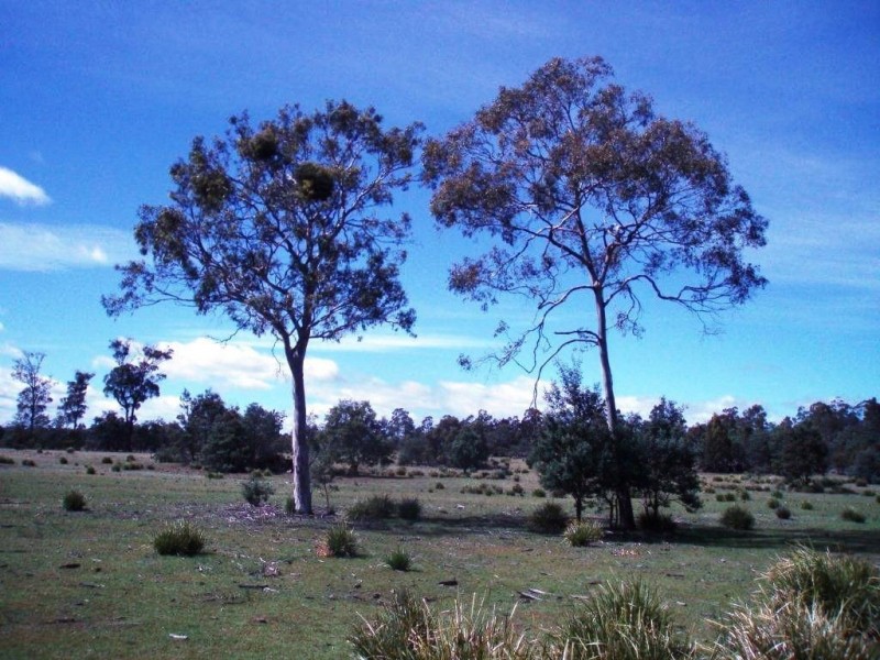 Epping Forest TAS 7211