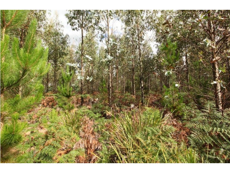 Shaws Road, Bridgenorth TAS 7277