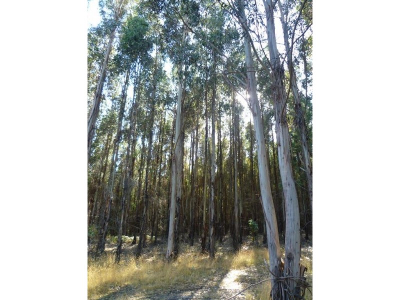 139 Bacala Road, Lebrina TAS 7254